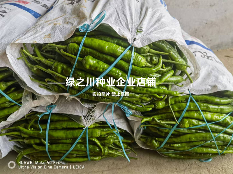 湘研95号辣椒种子软皮牛角椒种子中熟香辣高产微辣皮薄