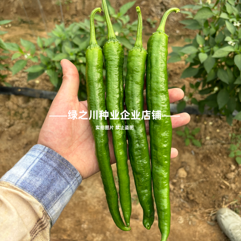 湘研95号辣椒种子软皮牛角椒种子中熟香辣高产微辣皮薄