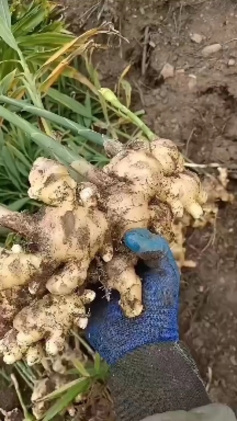 生姜大肉姜白口姜姜种原产地一手货源量大从优