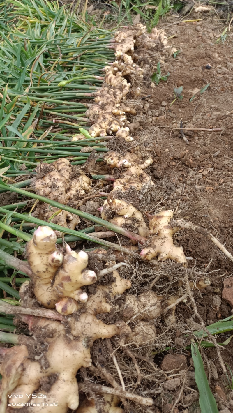 生姜大肉姜白口姜姜种原产地一手货源量大从优