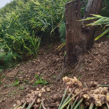 生姜大肉姜白口姜姜种原产地一手货源量大从优