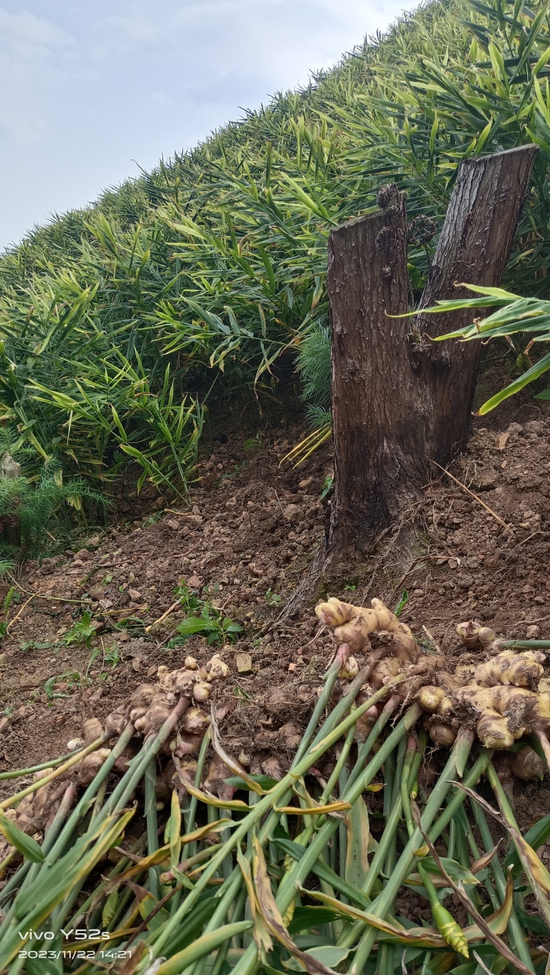 生姜大肉姜白口姜姜种原产地一手货源量大从优