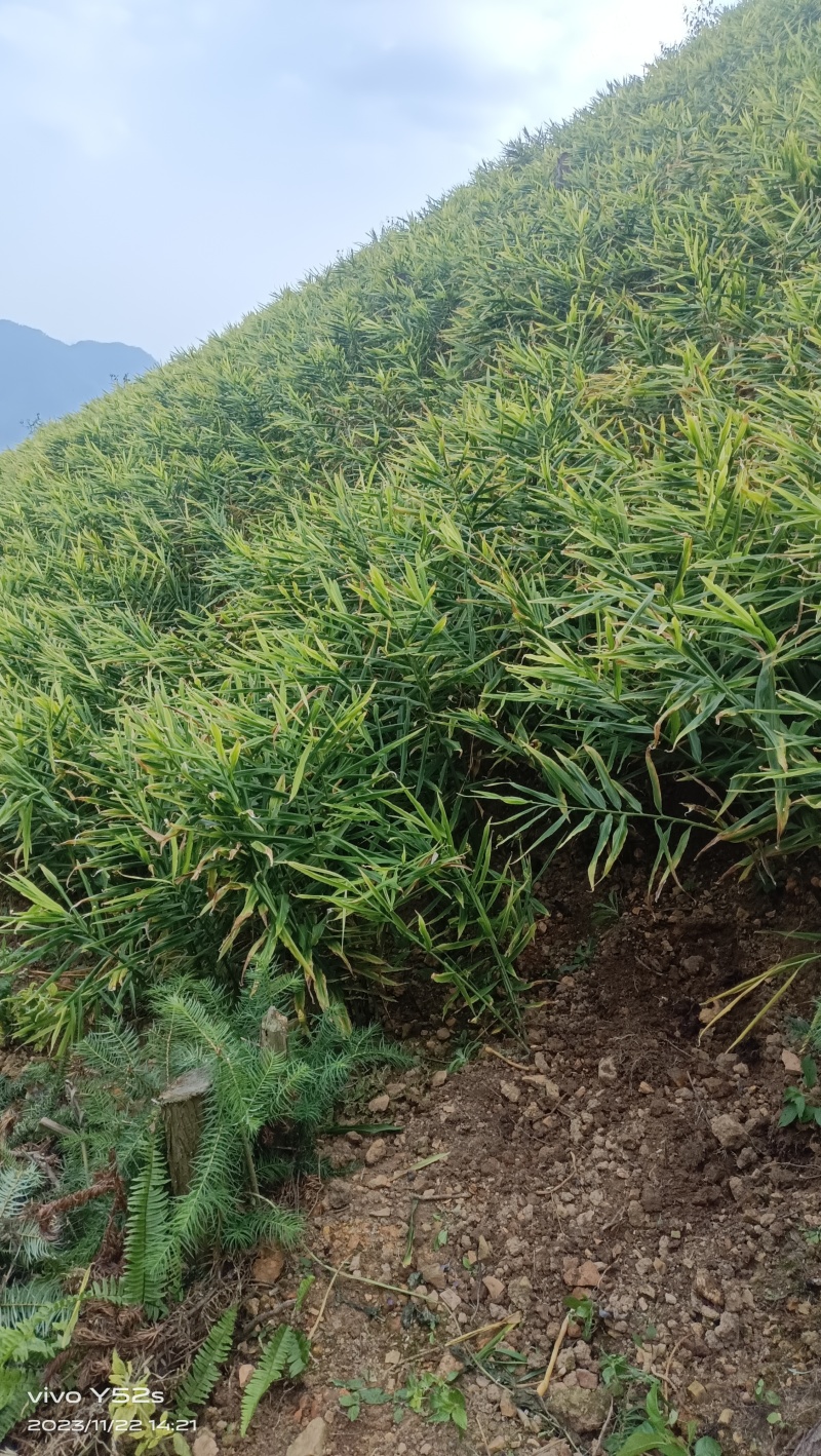 生姜大肉姜白口姜姜种原产地一手货源量大从优