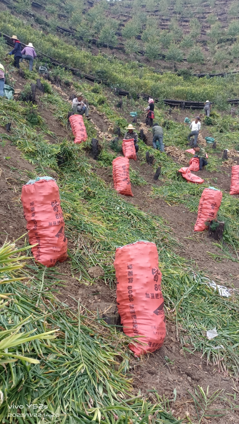 生姜大肉姜白口姜姜种原产地一手货源量大从优