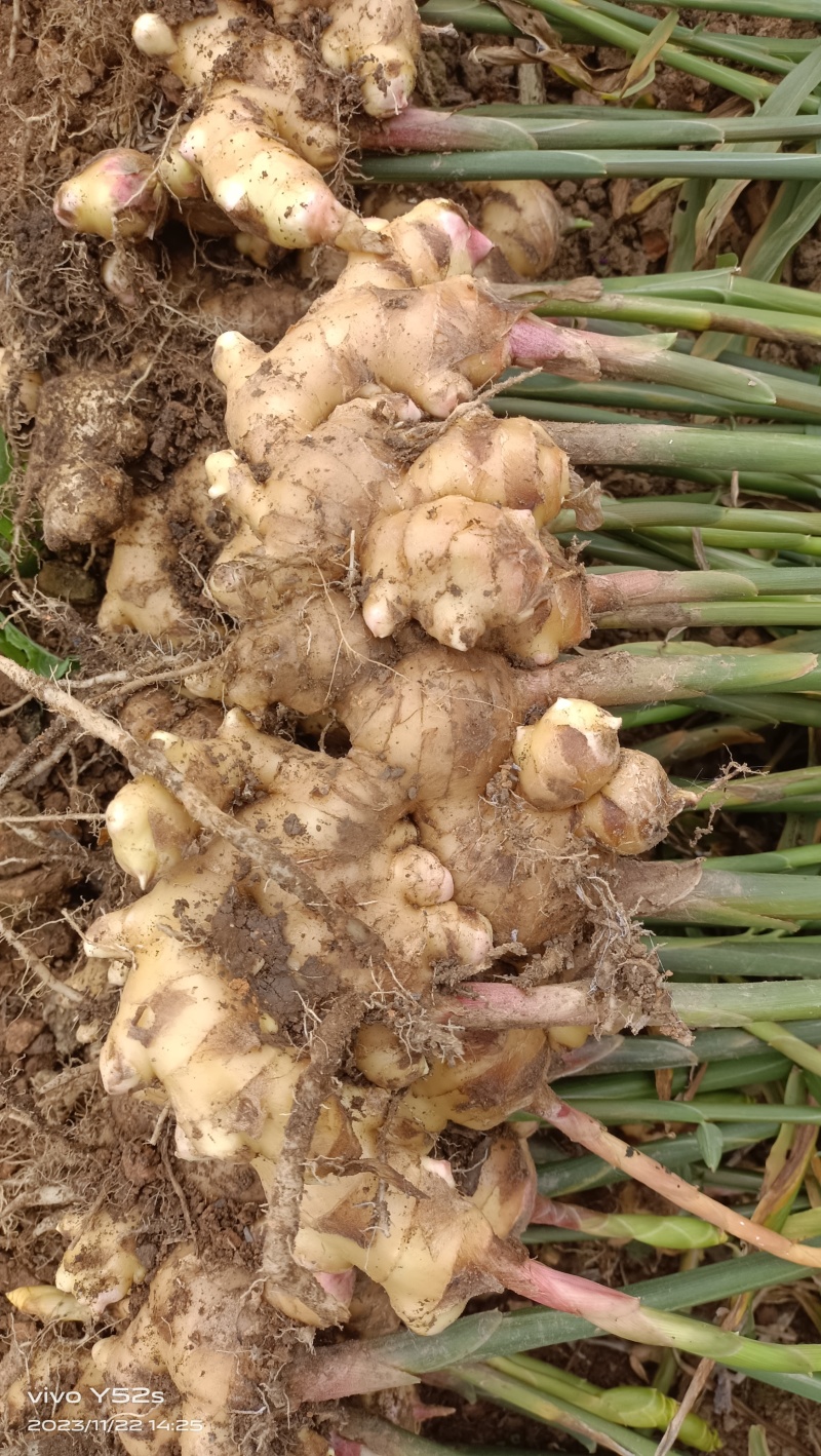 生姜大肉姜白口姜姜种原产地一手货源量大从优