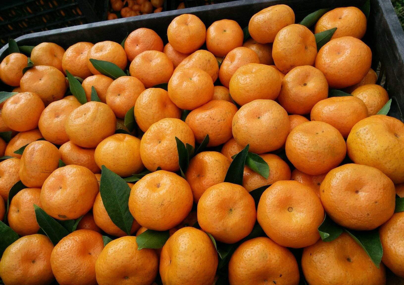 橙子在早餐桌上