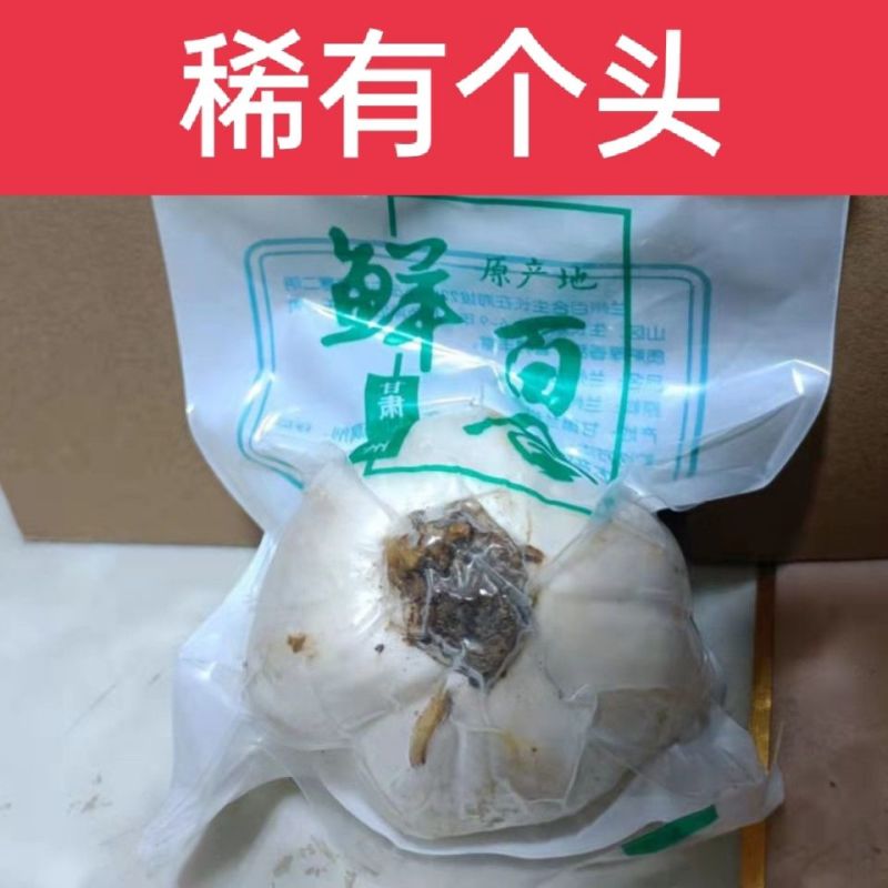 鲜百合甘肃精品百合货源充足价格实惠欢迎联系