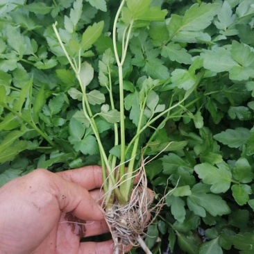 野生大叶芹菜种子野生山芹菜种子水芹菜多年生茴芹菜种子蔬菜