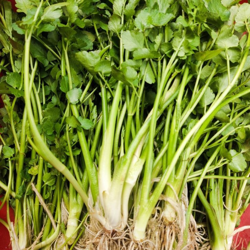 野生大叶芹菜种子野生山芹菜种子水芹菜多年生茴芹菜种子蔬菜