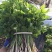 野生大叶芹菜种子野生山芹菜种子水芹菜多年生茴芹菜种子蔬菜