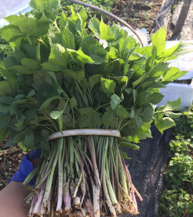 野生大叶芹菜种子野生山芹菜种子水芹菜多年生茴芹菜种子蔬菜