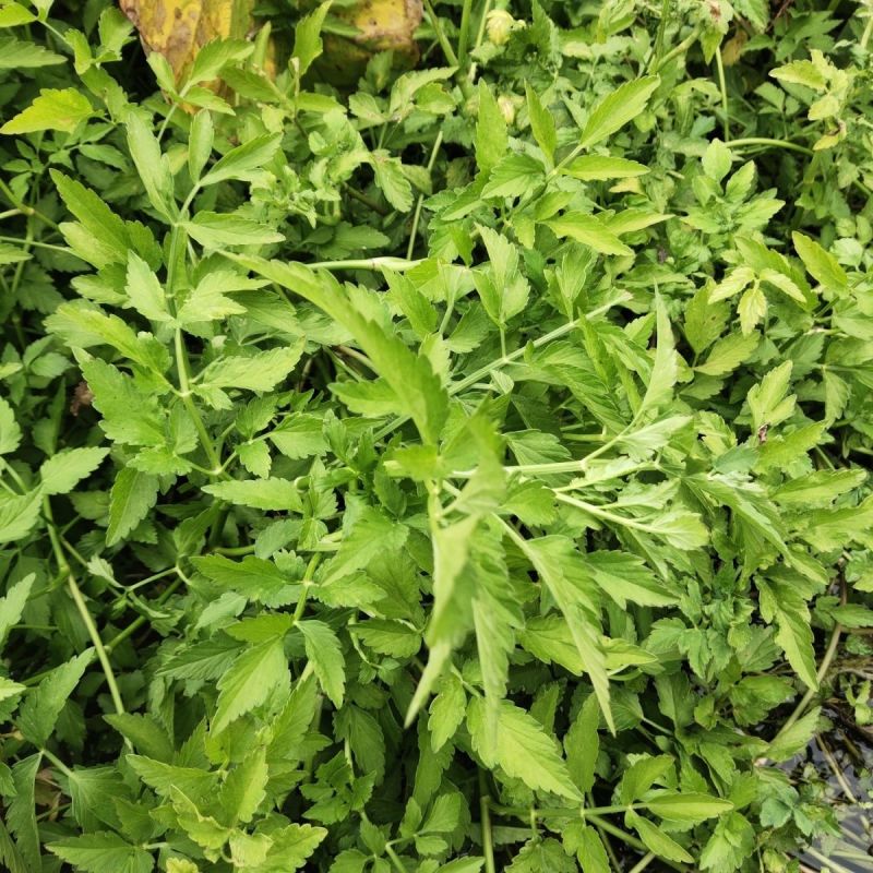 野生大叶芹菜种子野生山芹菜种子水芹菜多年生茴芹菜种子蔬菜