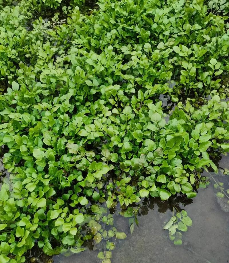 野生大叶芹菜种子野生山芹菜种子水芹菜多年生茴芹菜种子蔬菜