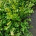 野生大叶芹菜种子野生山芹菜种子水芹菜多年生茴芹菜种子蔬菜