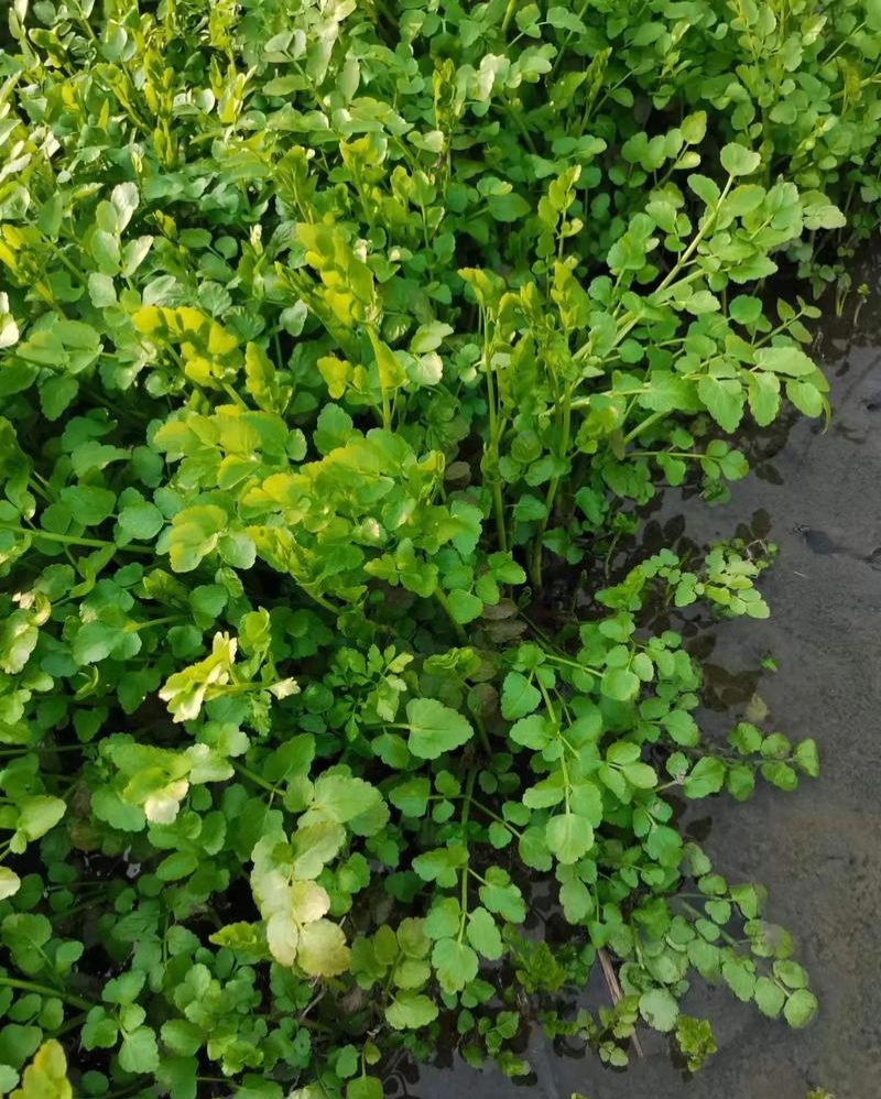 野生大叶芹菜种子野生山芹菜种子水芹菜多年生茴芹菜种子蔬菜