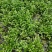 野生大叶芹菜种子野生山芹菜种子水芹菜多年生茴芹菜种子蔬菜