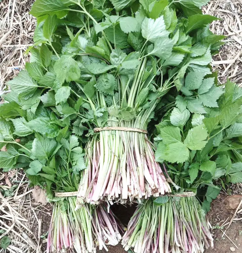 野生大叶芹菜种子野生山芹菜种子水芹菜多年生茴芹菜种子蔬菜