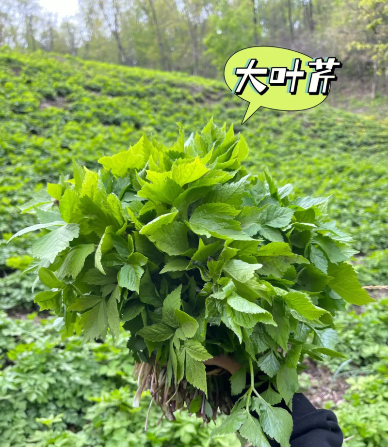 野生大叶芹菜种子野生山芹菜种子水芹菜多年生茴芹菜种子蔬菜