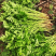 野生大叶芹菜种子野生山芹菜种子水芹菜多年生茴芹菜种子蔬菜