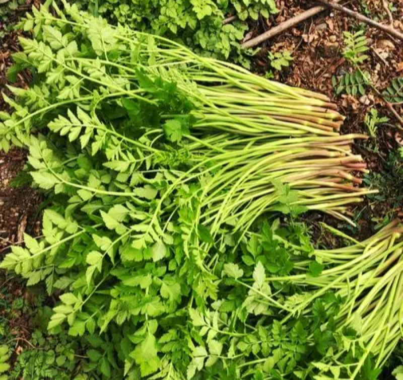 野生大叶芹菜种子野生山芹菜种子水芹菜多年生茴芹菜种子蔬菜