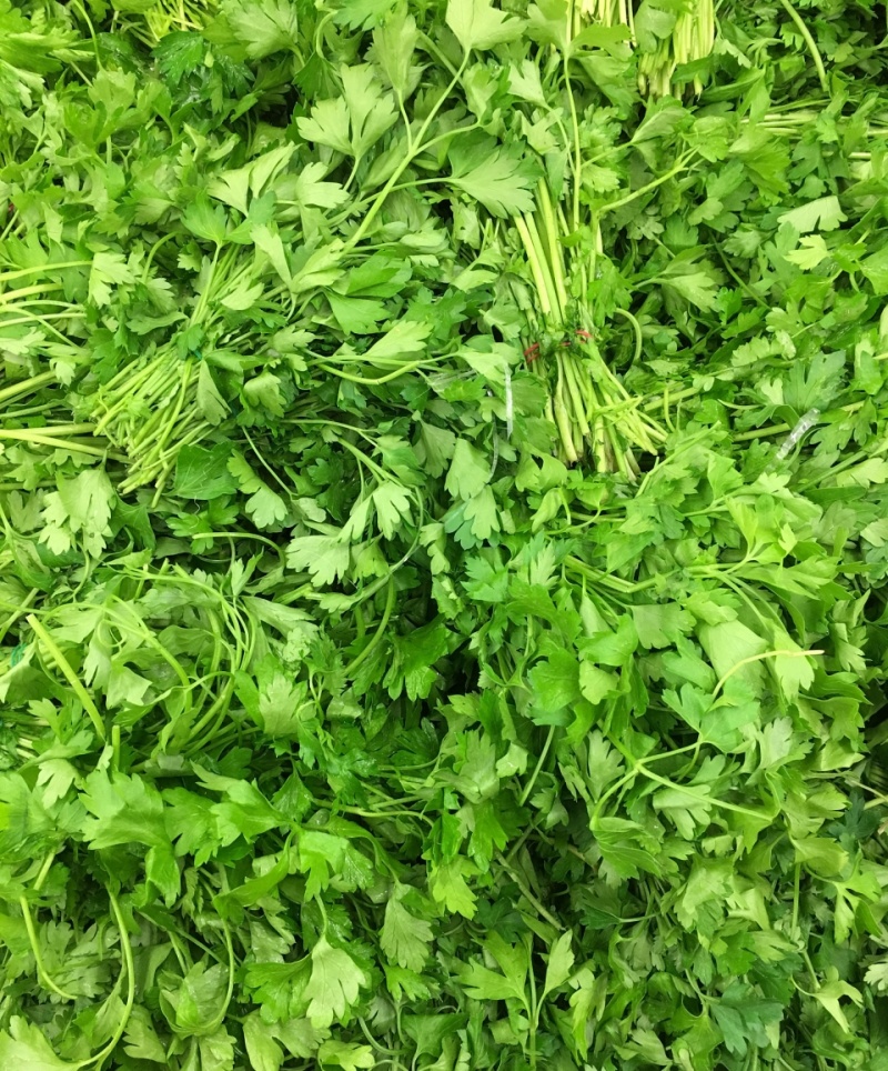 野生大叶芹菜种子野生山芹菜种子水芹菜多年生茴芹菜种子蔬菜
