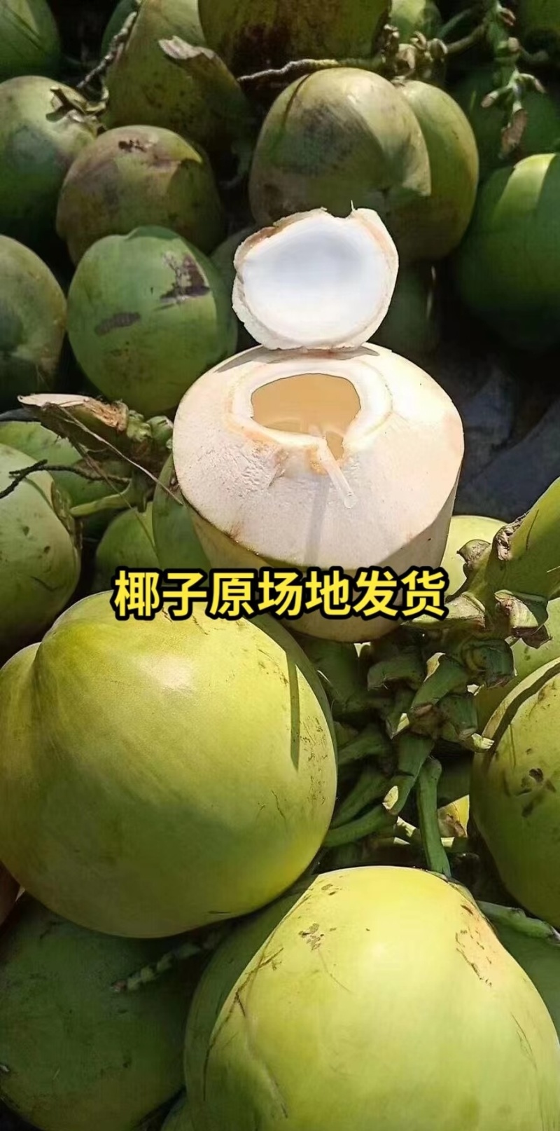海南青椰老椰产地直发