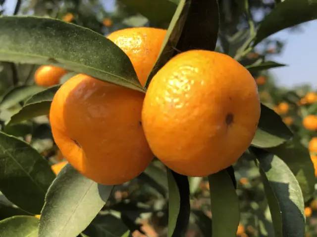 展示金秋砂糖橘橙红色果皮与饱满果肉 “金秋砂糖橘”成熟果实特写