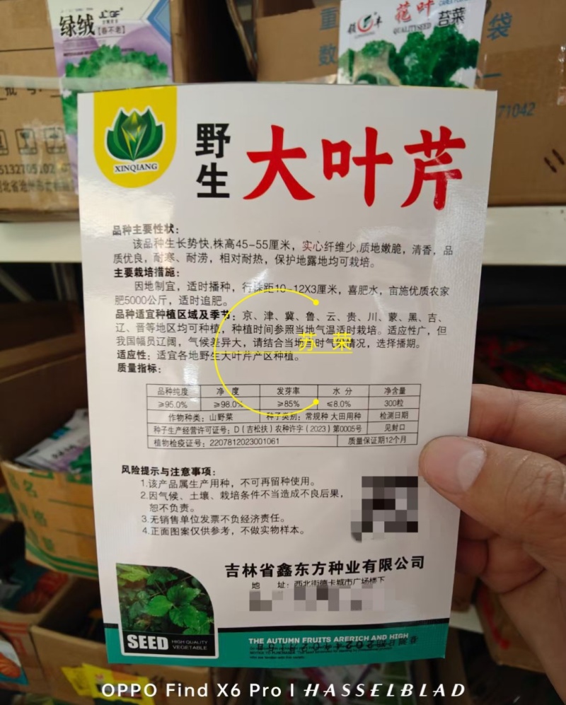野生大叶芹菜种子野生山芹菜种子水芹菜多年生茴芹菜种子蔬菜