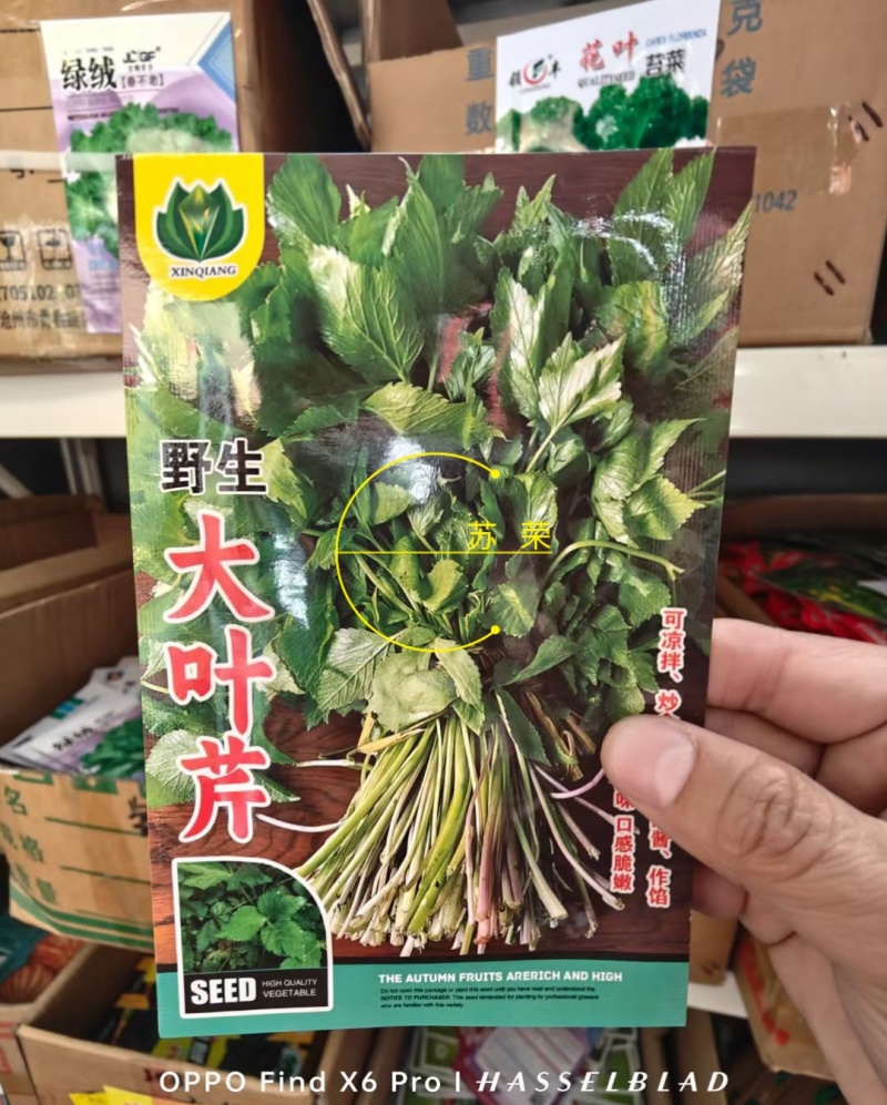 野生大叶芹菜种子野生山芹菜种子水芹菜多年生茴芹菜种子蔬菜