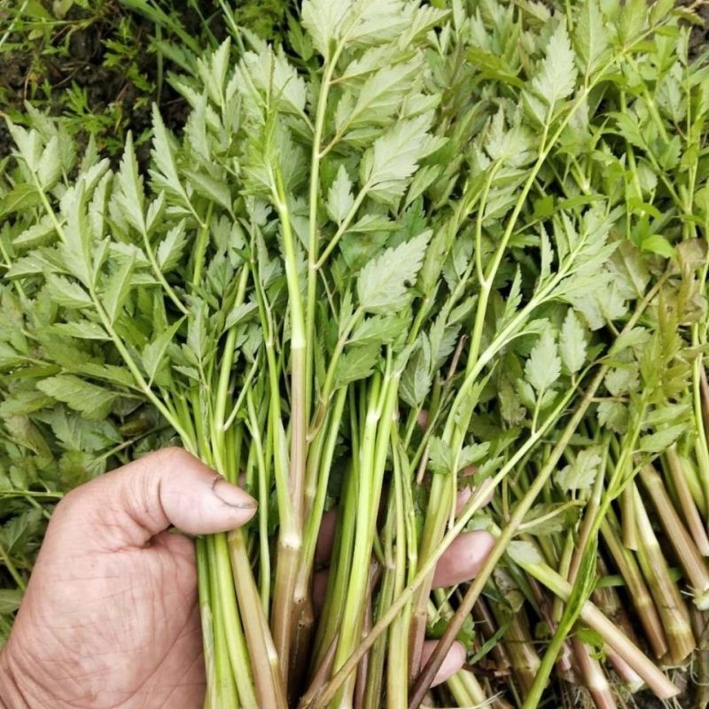 野生水芹菜种子山芹种子籽种东北农家小芹蔬菜秋季菜籽菜种孑