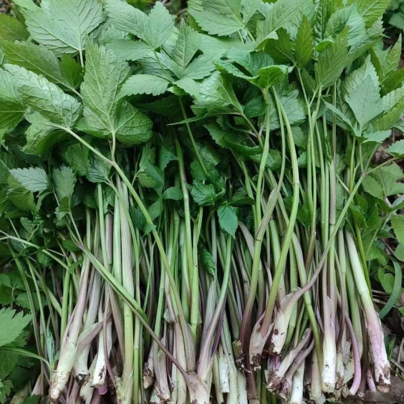 野生水芹菜种子山芹种子籽种东北农家小芹蔬菜秋季菜籽菜种孑