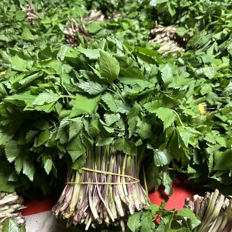 野生水芹菜种子山芹种子籽种东北农家小芹蔬菜秋季菜籽菜种孑