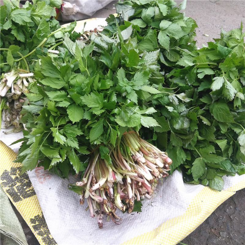 野生水芹菜种子山芹种子籽种东北农家小芹蔬菜秋季菜籽菜种孑