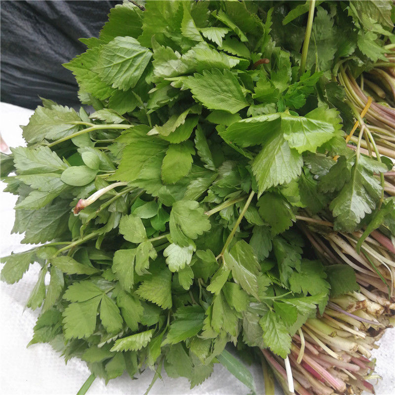 野生水芹菜种子山芹种子籽种东北农家小芹蔬菜秋季菜籽菜种孑