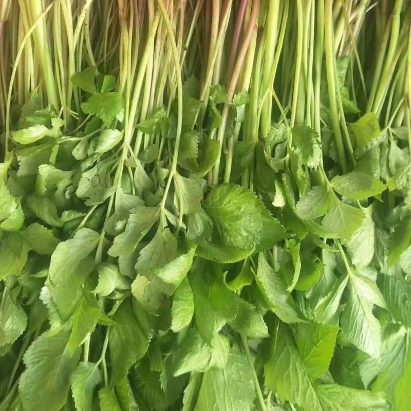 野生水芹菜种子山芹种子籽种东北农家小芹蔬菜秋季菜籽菜种孑
