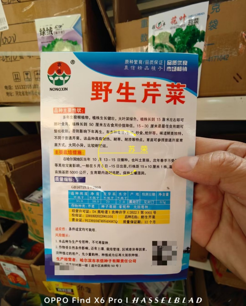 野生水芹菜种子山芹种子籽种东北农家小芹蔬菜秋季菜籽菜种孑