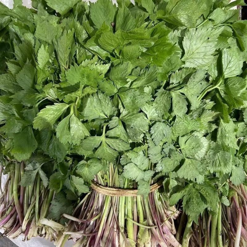野生水芹菜种子山芹种子籽种东北农家小芹蔬菜秋季菜籽菜种孑