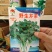 野生水芹菜种子山芹种子籽种东北农家小芹蔬菜秋季菜籽菜种孑