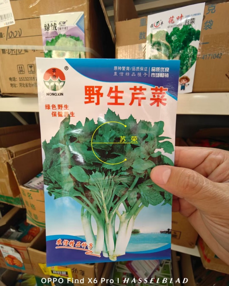 野生水芹菜种子山芹种子籽种东北农家小芹蔬菜秋季菜籽菜种孑
