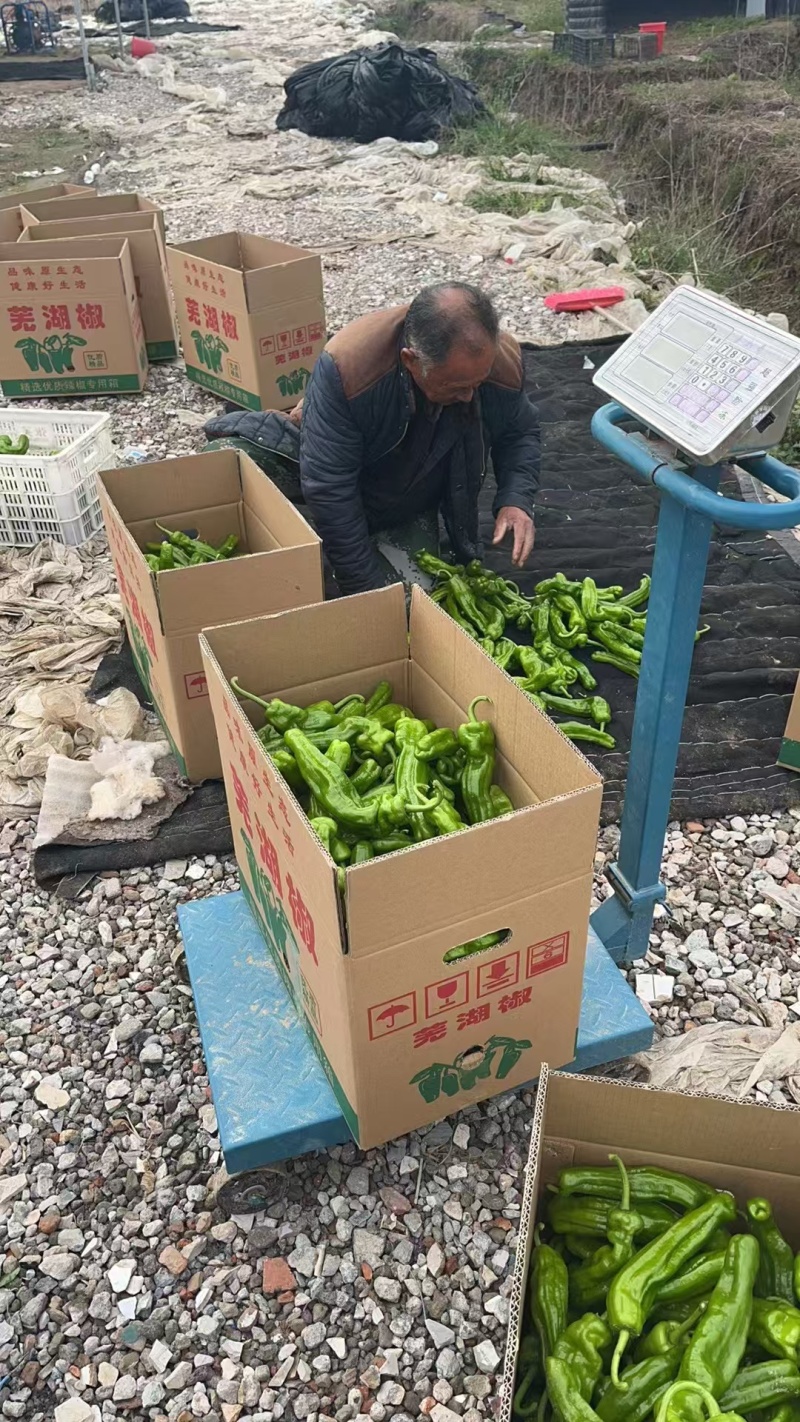 鲜辣椒