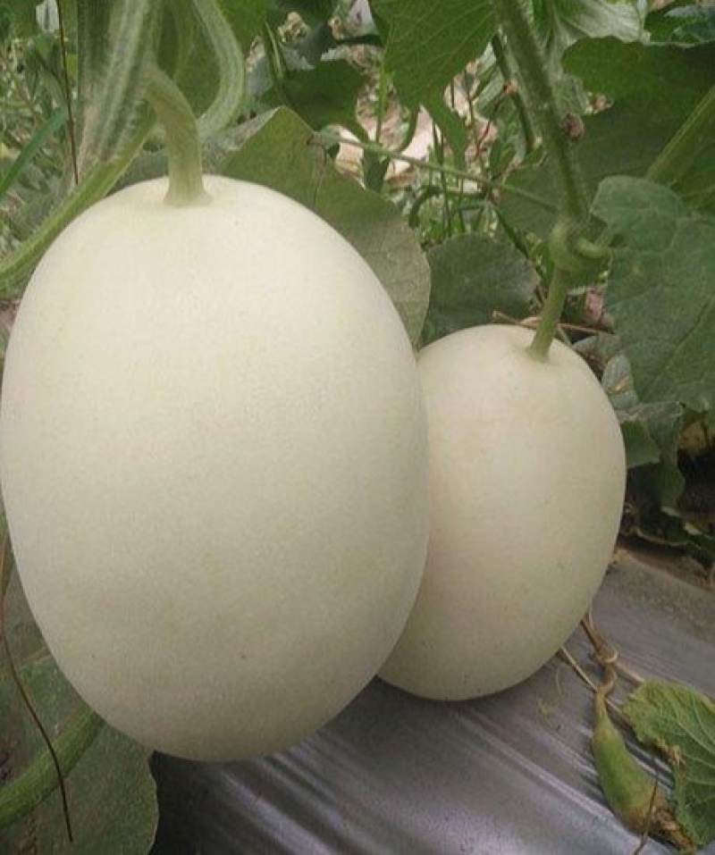 创科蜜七十五号甜瓜种子脆梨风味白皮白瓤高甜香瓜种籽易座