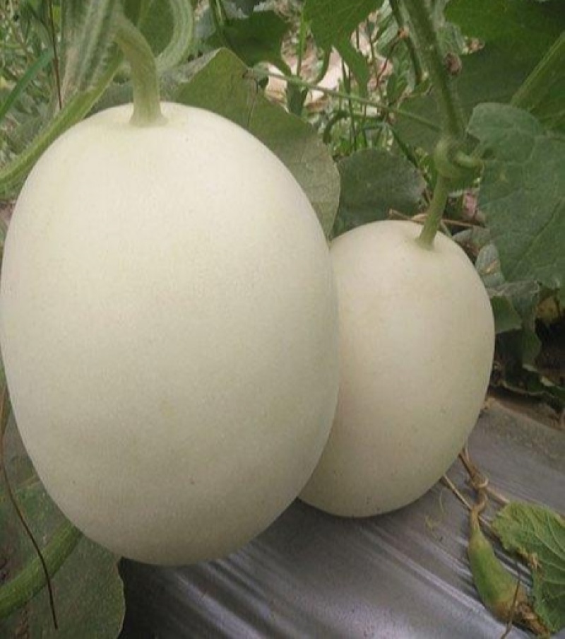 创科蜜七十五号甜瓜种子脆梨风味白皮白瓤高甜香瓜种籽易座