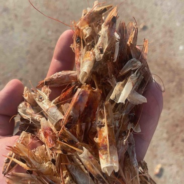 南美白对虾壳
