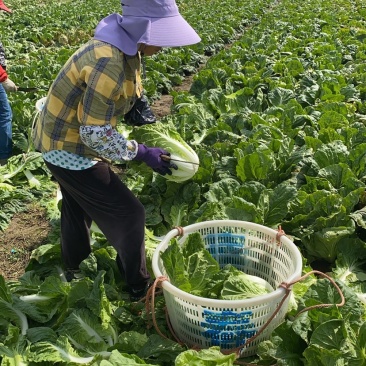 【推荐】江苏黄心白菜量大从优保质保量对接全国商超团购等
