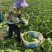 【推荐】江苏黄心白菜量大从优保质保量对接全国商超团购等