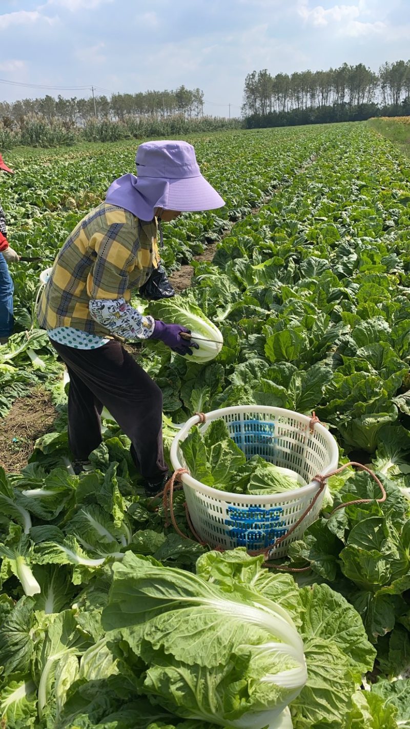 【推荐】江苏黄心白菜量大从优保质保量对接全国商超团购等