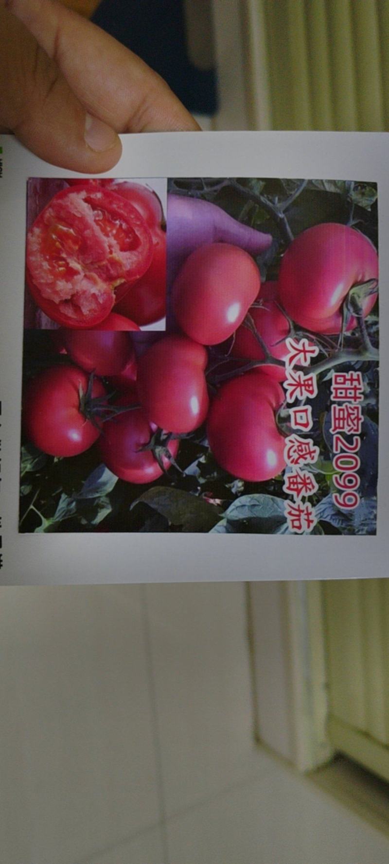 口感大粉番茄种子沙瓤粉果西红柿苗口感佳四季大果爱丽莎