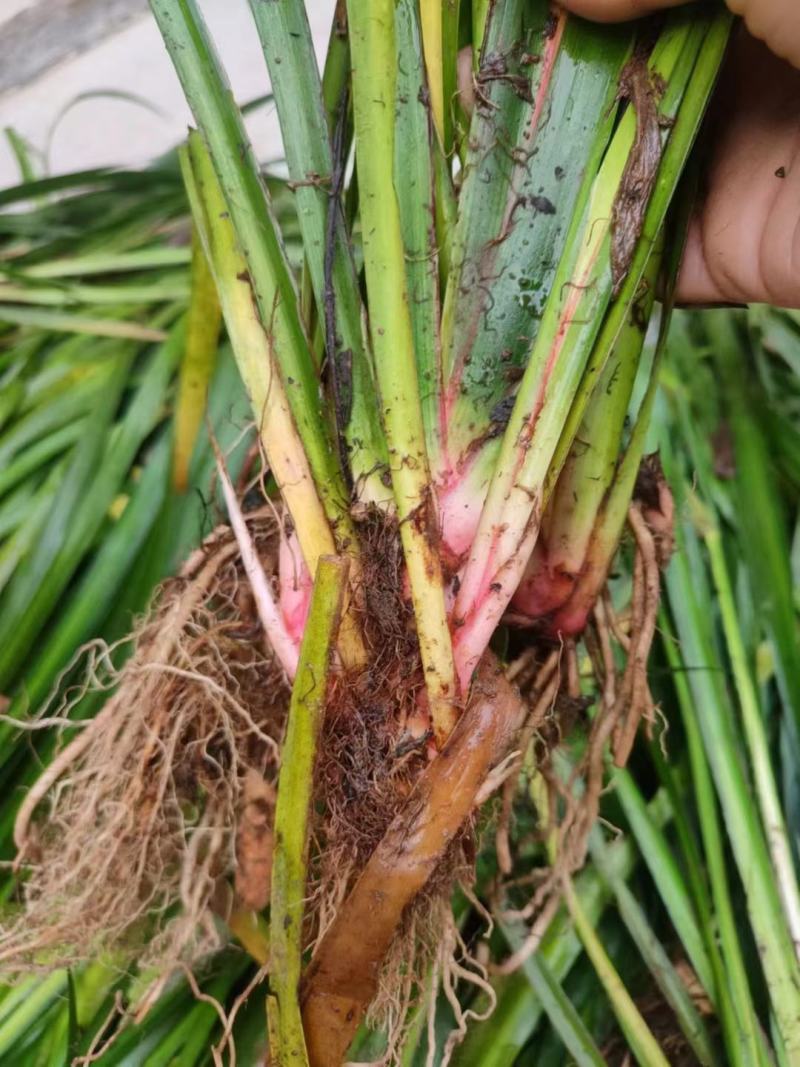 石菖蒲苗