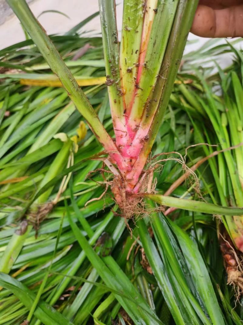 石菖蒲苗