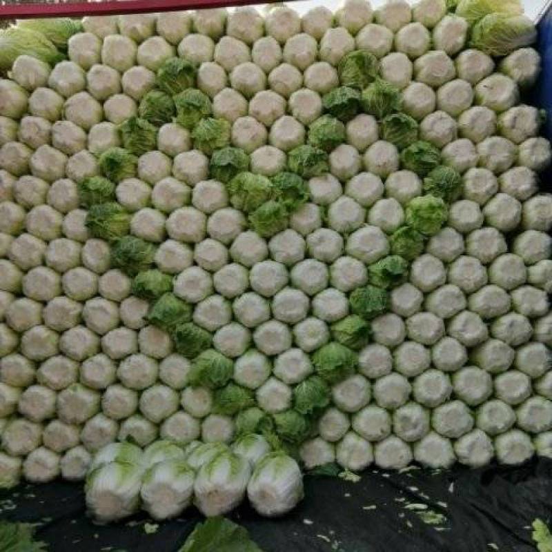 玲珑黄白菜